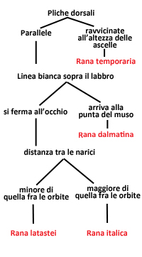 Rana dalmatina? R. latastei + CHIAVE PER RANE ROSSE D''ITALIA